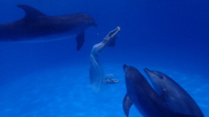 Мокрая магия: где получают профессию тренеры дельфинов и моржей?
