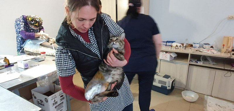 Новосибирские зоозащитники стерилизовали в Абхазии 230 бездомных собак и кошек