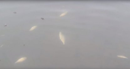 Всплыли кверху брюхом: на реке Тула произошел очередной замор рыбы