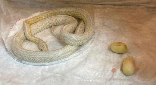 Яйца не отложились: змея из Новосибирска больше не испытает радость материнства