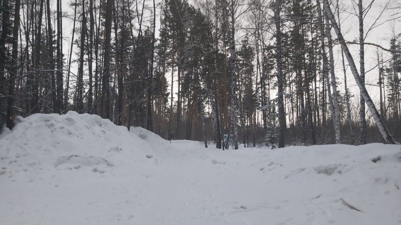 Потепление до +11 градусов пообещали новосибирцам
