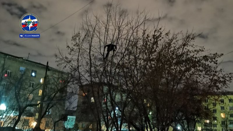 Человека-птицу на улице Богдана Хмельницкого три часа уговаривали спуститься с дерева