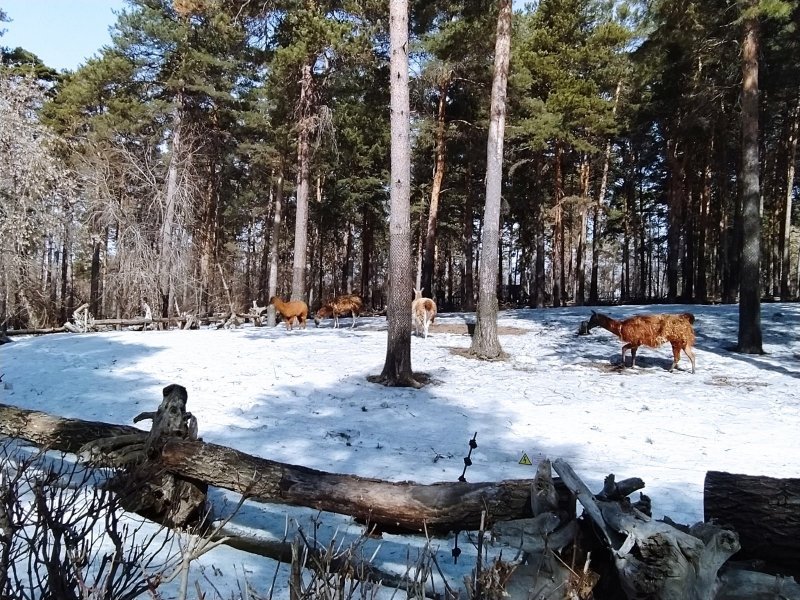 Львы под напряжением: в новосибирском зоопарке убирают решетки у вольеров