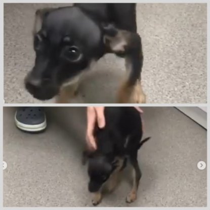 Люди из очереди в ветеринарной клинике спасли от эвтаназии породистого щенка