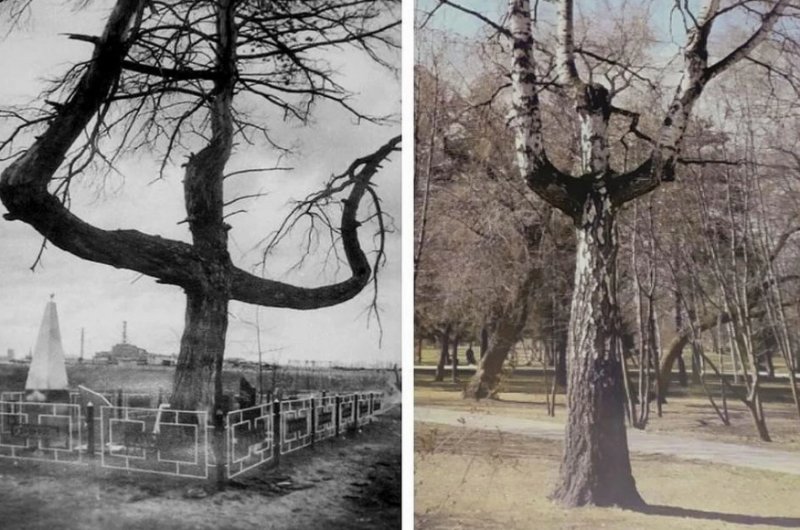 В Новосибирске «возродилось» дерево-крест из Припяти