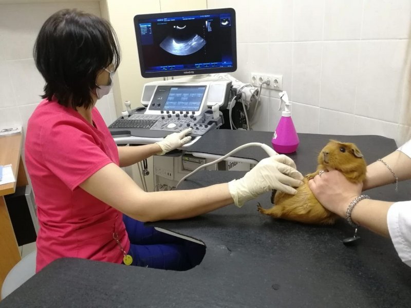 Новосибирские ветеринары сделали УЗИ беременной Сосиске