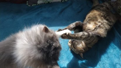 Беззубая кошка по имени Кулич нашла дом на Пасху