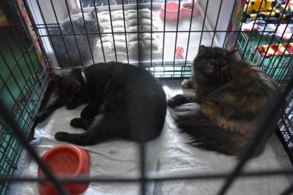 Бездомный мейн-кун и еще три кошки нашли хозяев в «День хвоста»