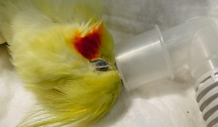 Экзотического попугая усыпили в Новосибирске, но он выжил
