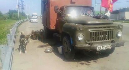 Пенсионер по пути из Магадана в Донецк застрял на новосибирской трассе без денег с семью собаками