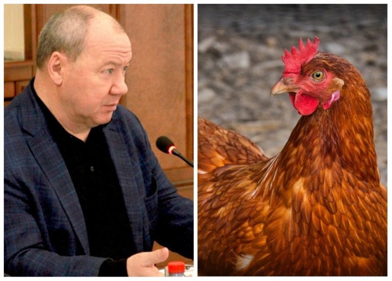 Стало известно, почему депутат Морозов рискует остаться без куриц и яиц