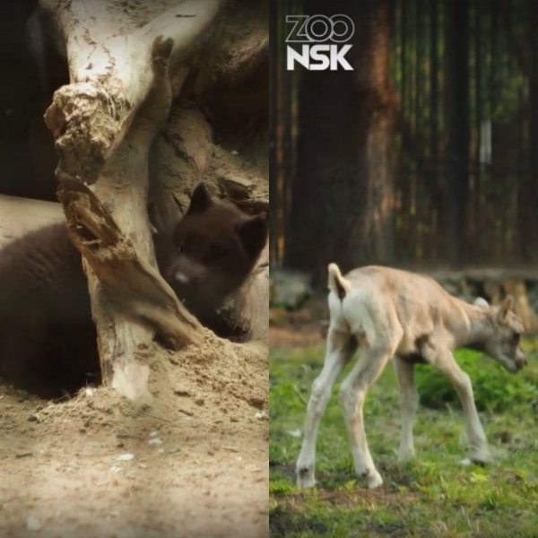 Волчата и ягнята появились на свет в Новосибирском зоопарке