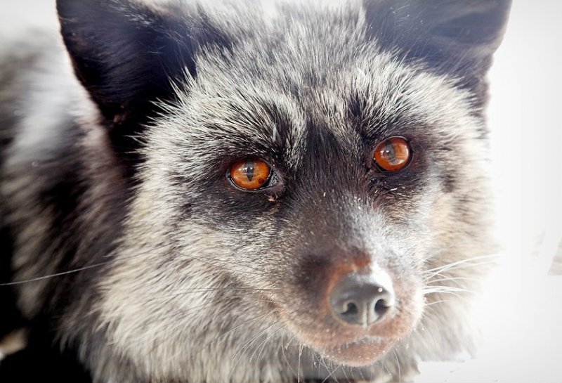 Одомашненные лисицы из Новосибирска оказались значительно умнее своих диких сородичей