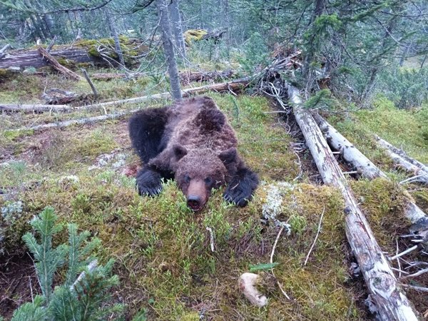 Медведь-людоед напал в красноярском парке «Ергаки» на туриста из Новосибирска