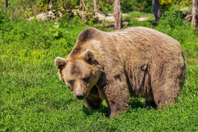 Медведь вышел к жителям Седовой Заимки под Новосибирском
