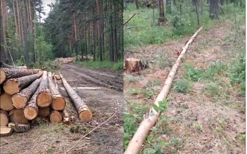 Законной заготовкой древесины объяснило Минприроды рубки в Кудряшовском бору