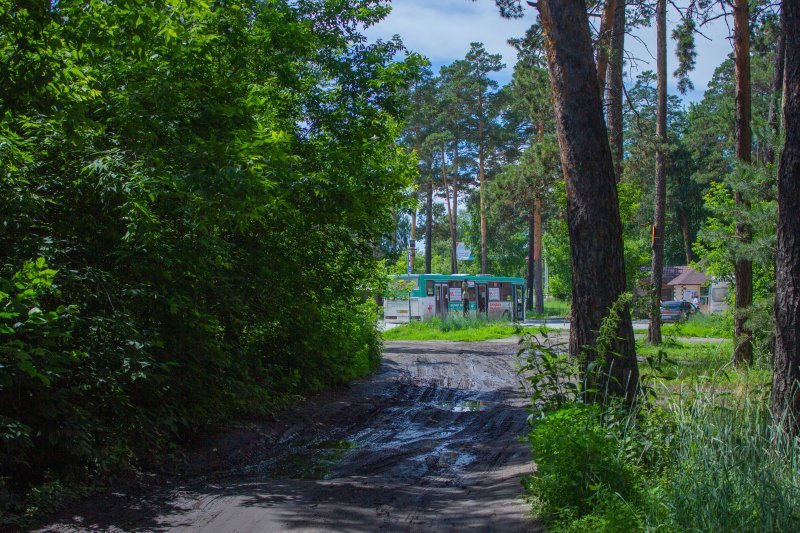 «Корни деревьев изнасилованы»: живущие рядом с Заельцовским парком говорят о варварской реконструкции