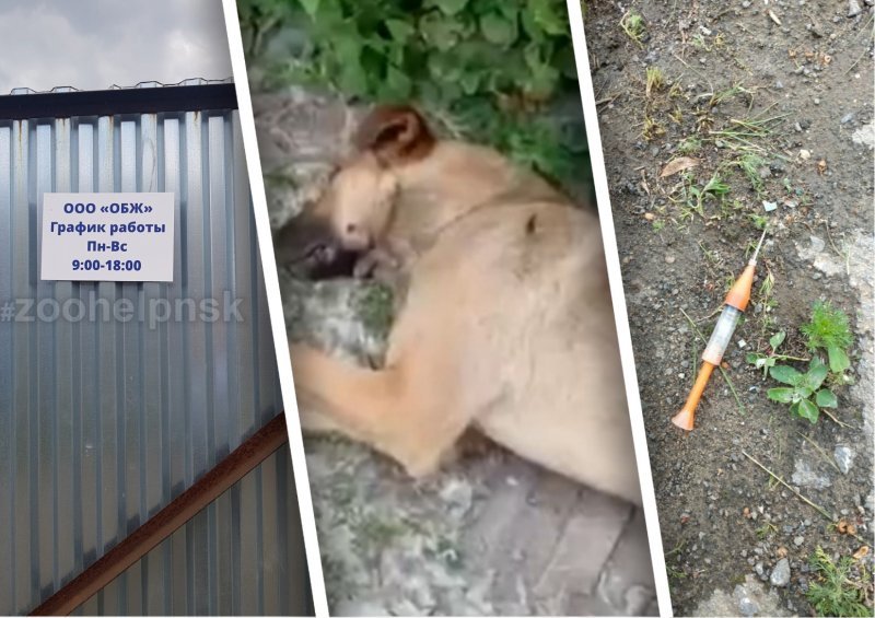 Зоозащитники заявили, что «гуманный способ» отлова собак оказался причиной смерти десятков животных в Новосибирске