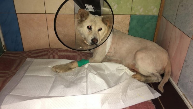 Пострадавшего при взрыве на АЗС пса Беляшика прооперировали