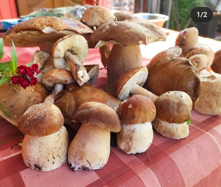 Белые пошли!: грибники показывают в сети уловы первых боровиков под Новосибирском