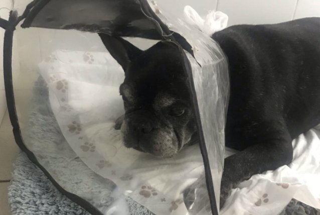 Француженка, мы обещаем помочь: породистую собаку спасают после ДТП в Академгородке