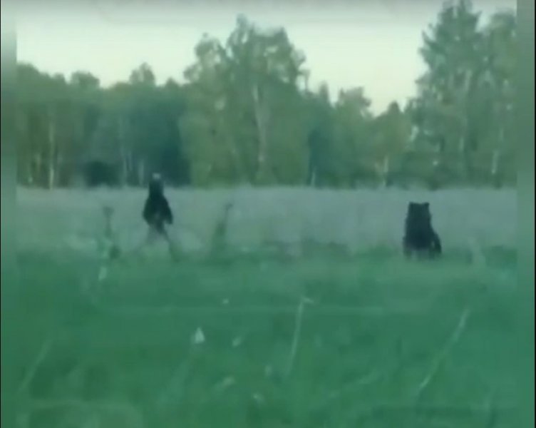 Медведи подошли близко к селу в Новосибирской области (ВИДЕО)