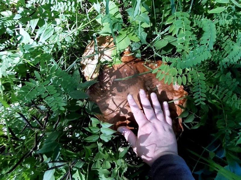 Огромный белый гриб нашла сибирячка в лесу под Новосибирском (ВИДЕО)