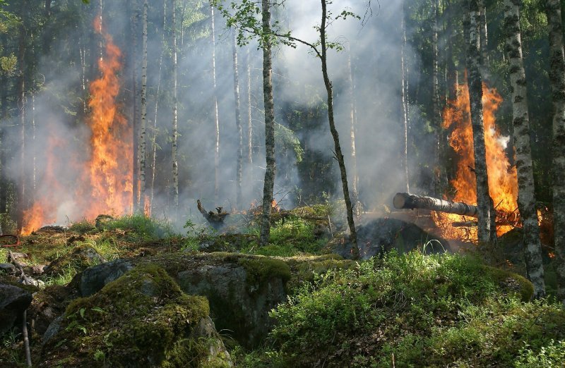 В Новосибирской области могут возобновить авиамониторинг за природными пожарами