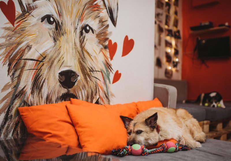 Популярное песокафе Dog House закрывается в Новосибирске