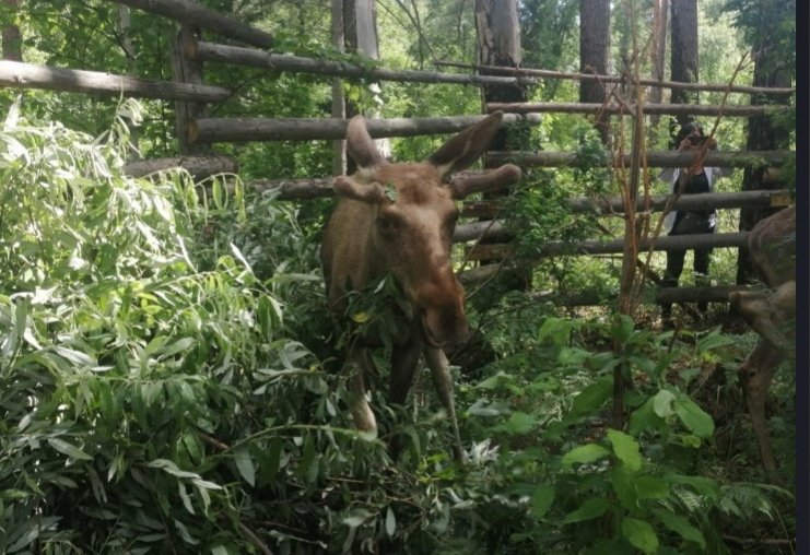 Новосибирский зоопарк выпустил на свободу двух диких животных