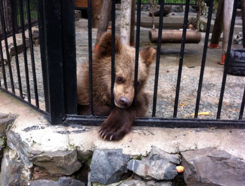 В новосибирском зоопарке построят специальные берлоги для наблюдения за медведями в спячке