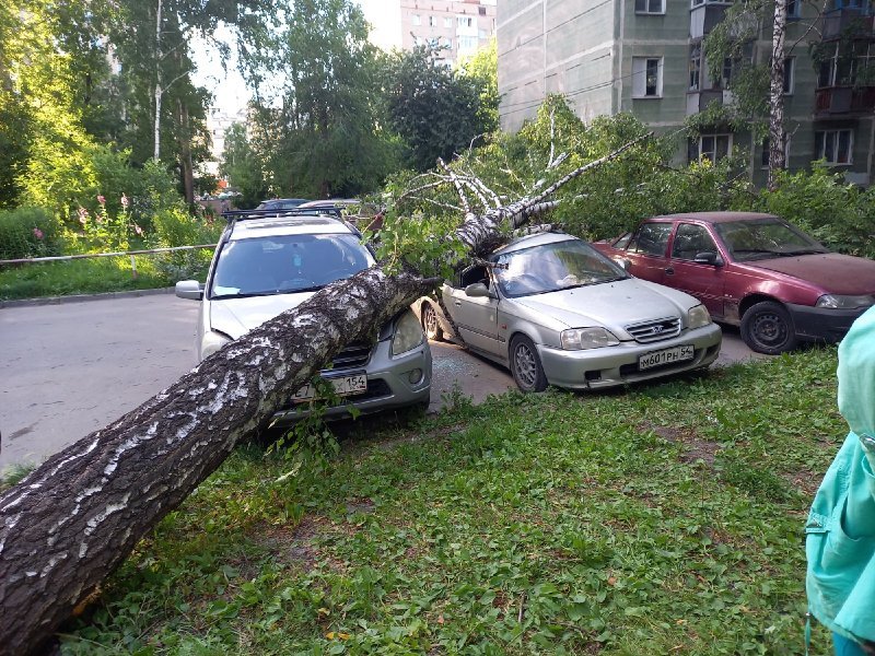 Ливень и ветер повалили несколько деревьев в Новосибирске (ВИДЕО)