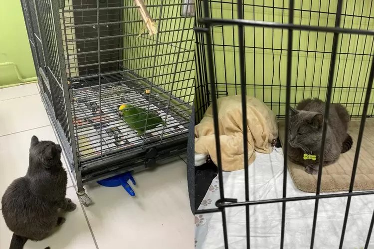 Подстреленный живодерами кот стал охранником в ветеринарной клинике