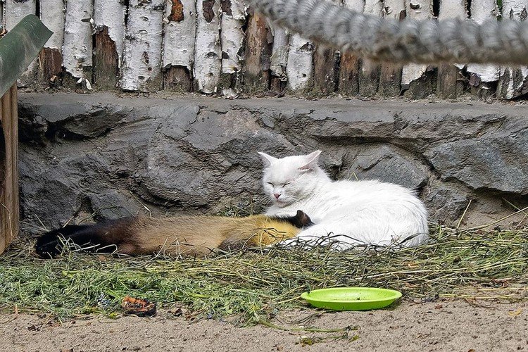 Домашняя кошка стала приемной мамой для харзят в Новосибирском зоопарке
