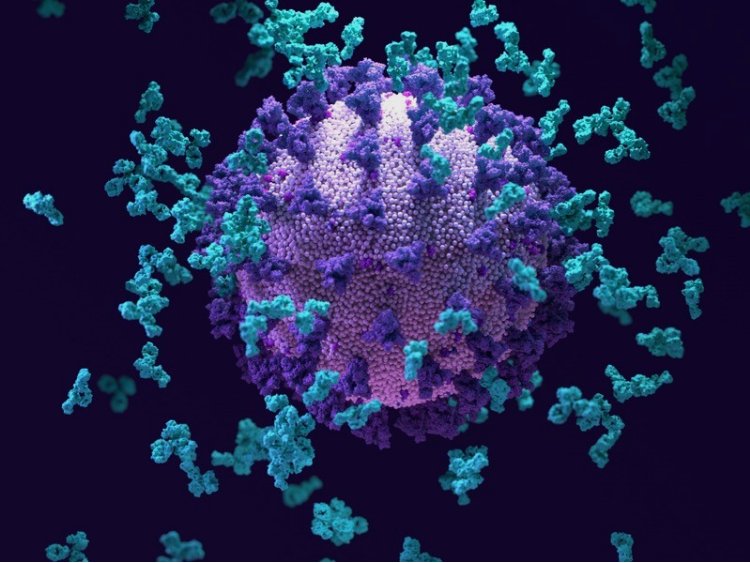 Ученые нашли эффективное вещество, способное подавлять коронавирус