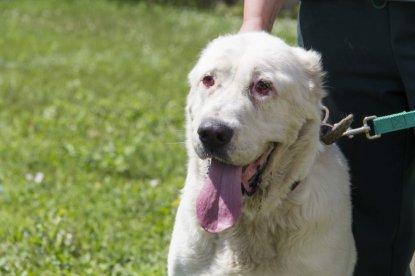 В Новосибирске больная собака сама пришла за помощью к центру по проблемам домашних животных