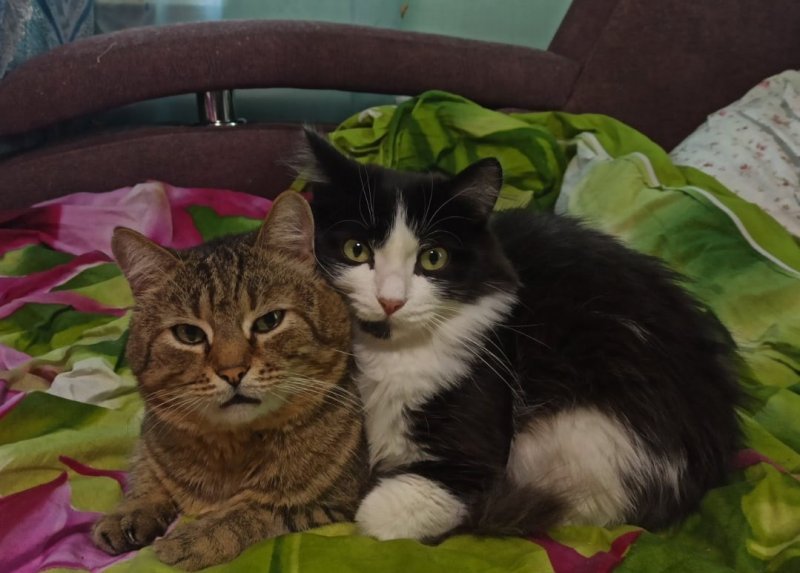 Застукали их за массажем: новосибирцам предложили взять домой двух дружных котов