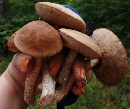 Куда поехать за грибами: новосибирцы назвали места с большим урожаем в 2021 году