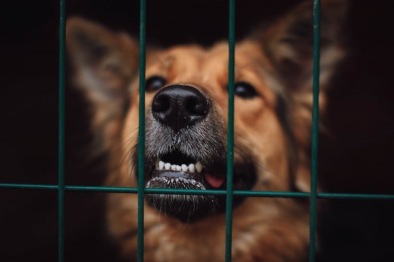 За укус домашней собаки владельцу придется заплатить крупный штраф в Новосибирске