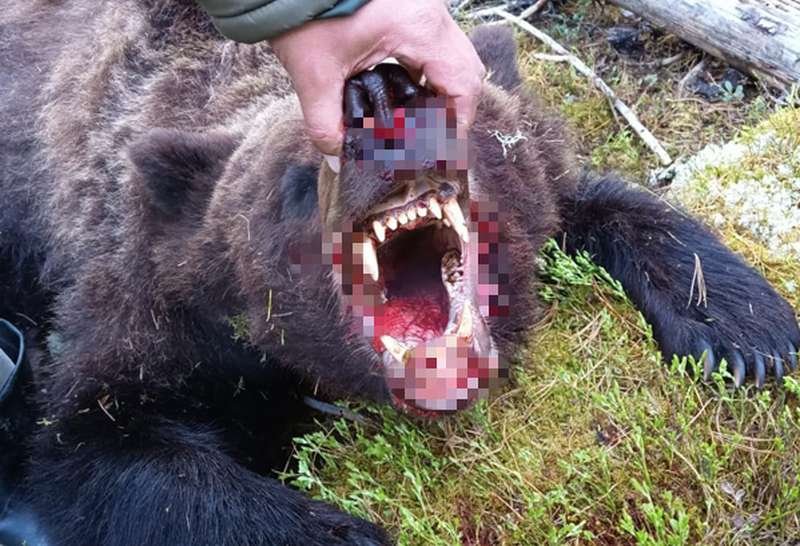 Медведь убил туриста в природном парке Ергаки