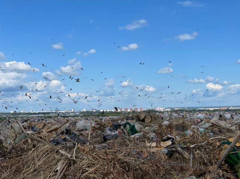 Росприроднадзор нашел грубые нарушения на мусорных полигонах в Новосибирске
