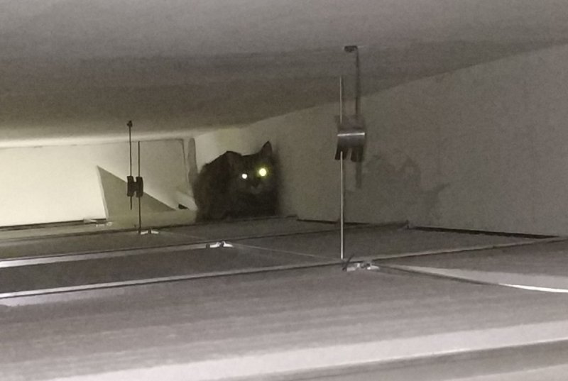 «Кошка-ниндзя» пробила головой потолок, пытаясь скрыться от ветеринаров в Новосибирске