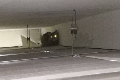 «Кошка-ниндзя» пробила головой потолок, пытаясь скрыться от ветеринаров в Новосибирске