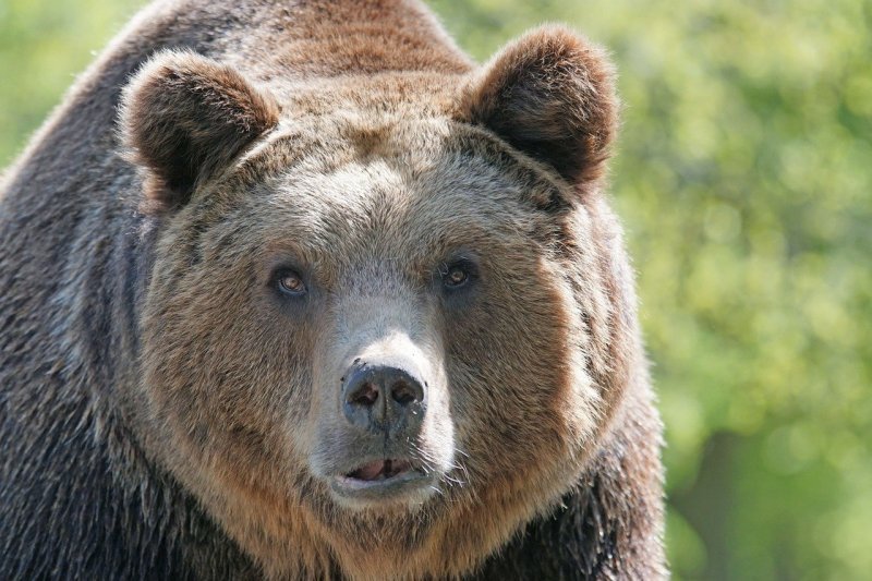 Бурого медведя застрелят в Новосибирской области по приказу Минприроды