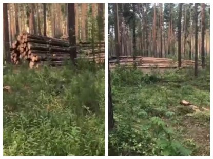 Массовую вырубку леса обнаружил новосибирец в Кудряшовском бору