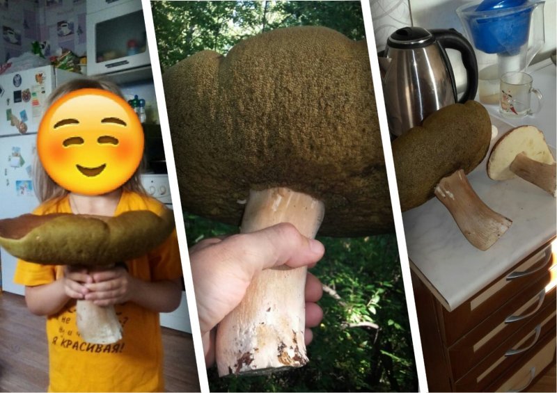 Килограммовый белый гриб нашли в лесу под Новосибирском