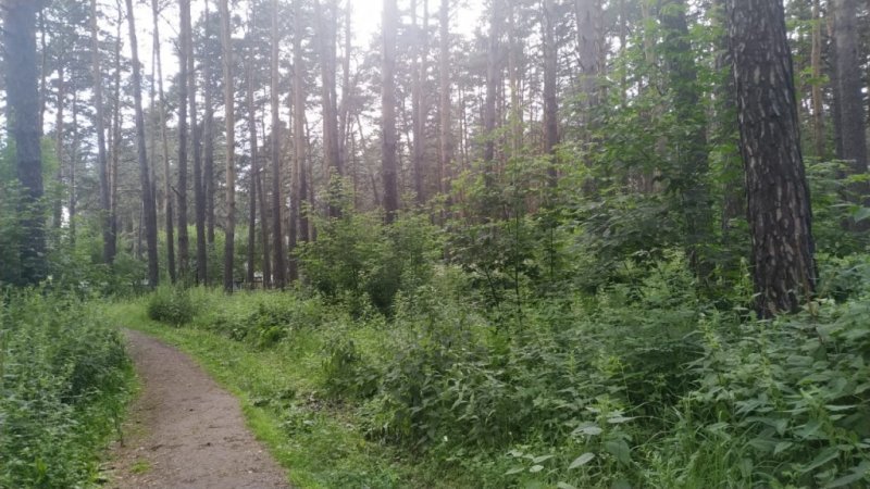 В Новосибирске на четыре тысячи гектаров уменьшили территорию  особо охраняемого Заельцовского бора