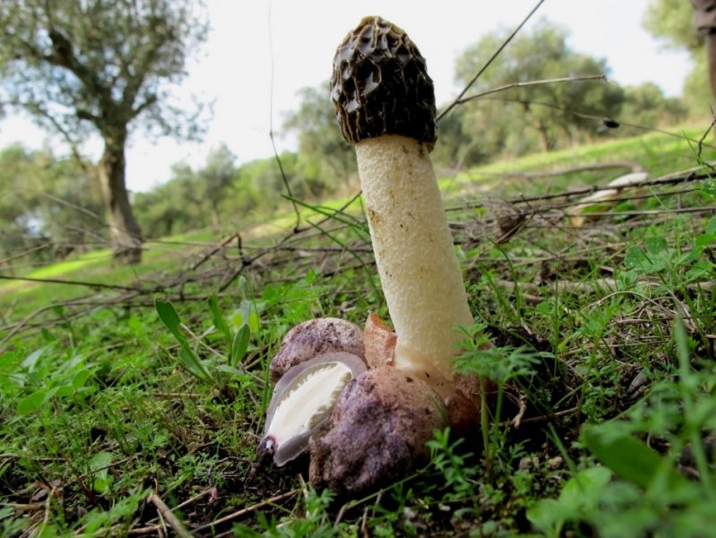 Фаллюс нескромный: повышающие потенцию грибы нашли в Новосибирской области