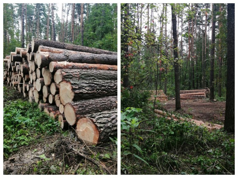 Массовую вырубку леса обнаружили на территории будущей ООПТ «Заельцовский бор» под Новосибирском