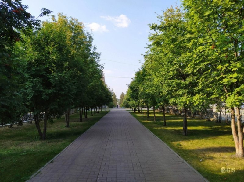 Власти Новосибирска хотят вырубить деревья и заменить красивые ограды на аллее Красного проспекта